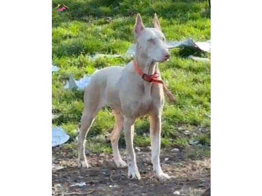 ALBİNO DOBERMAN YAVRULARI REZERV