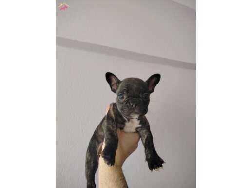 French Bulldog YAVRU DİŞİ A+ KALİTE