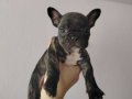 French Bulldog YAVRU DİŞİ A+ KALİTE
