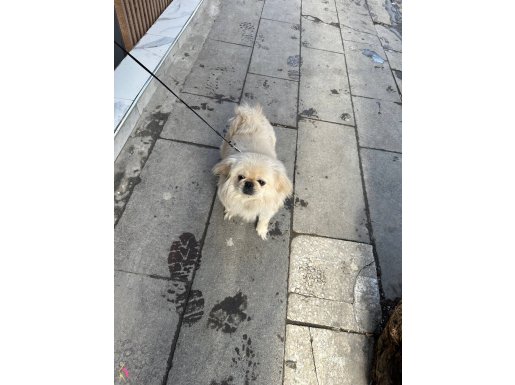 Cocuk icin muhtesem oyuncu pekinez 