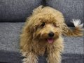  5 Aylık Maltipoo erkek köpek 