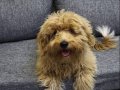 5 Aylık Maltipoo erkek köpek 