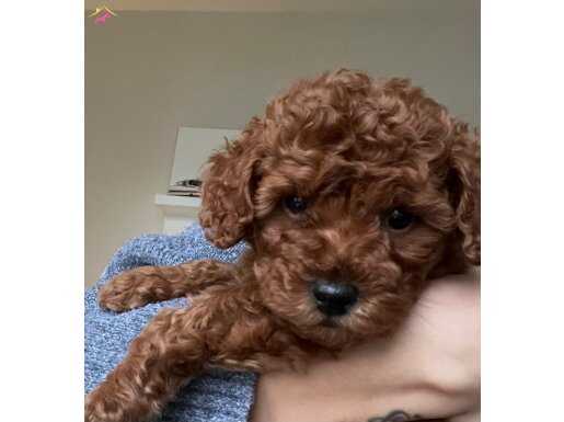 Dark Brown tea cup oğluma yuva arıyoruz 