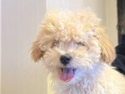 Oyuncak gibi sevimli bebeğim 