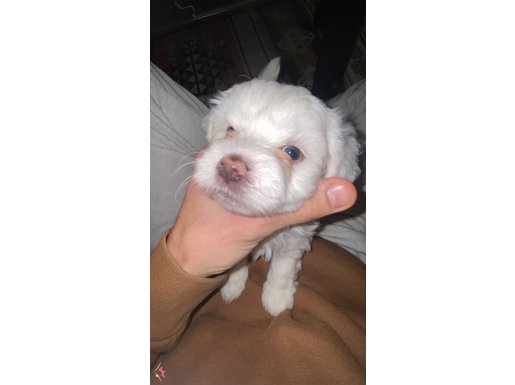 2 aylığım 1 numarayım