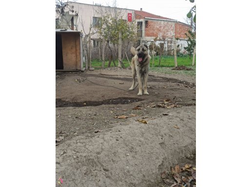 Safkan soyu sopu belli