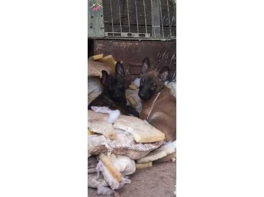 Belgian malinois ve hollanda dutc yavrular