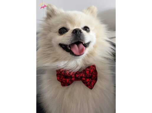 ANKARANIN EN YAKIŞIKLISI