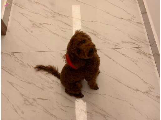 Red borwn erkek poodle  pasaportlu tüm asilari tam