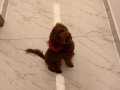 Red borwn erkek poodle  pasaportlu tüm asilari tam