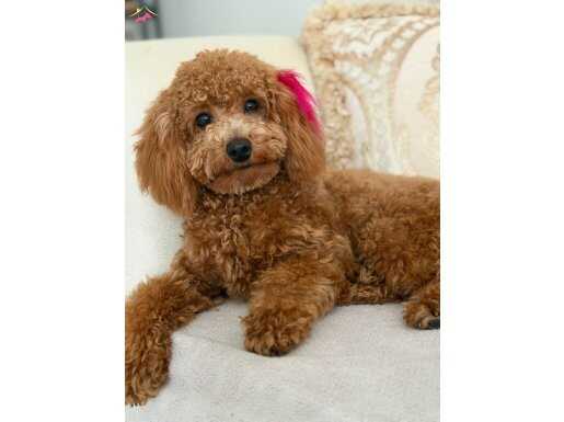 GÜZEL KIZIMIZ ACİL YUVA ARIYOR