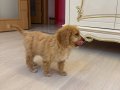 3 BUCUK AYLIK MALTİPO