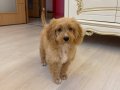 3 BUCUK AYLIK MALTİPO
