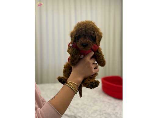 Saf toy poodle il değişikliği sebebi ile sahiplenme