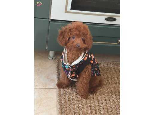4 aylık dişi toy poodle tüm aşıları tam. 