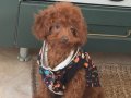 4 aylık dişi toy poodle tüm aşıları tam. 