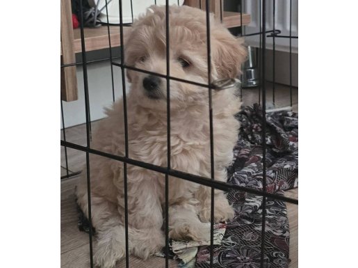 Maltibu cinsi yavrular