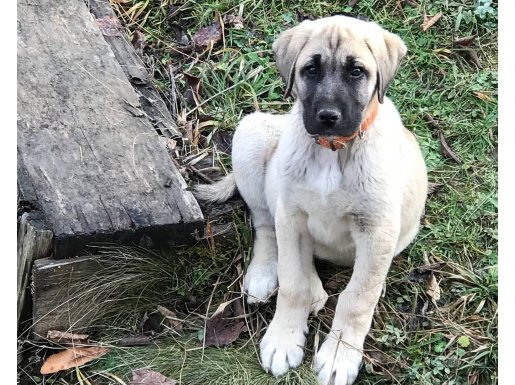 Safkan Kangal ve Akbaş Orjinal Irk