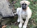 Safkan Kangal ve Akbaş Orjinal Irk