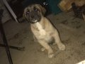 Safkan Kangal ve Akbaş Çoban Köpegi
