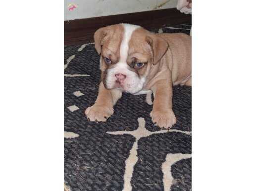 Egzotik ve İngiliz bulldog yavruları