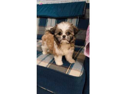 Çok sağlıklı oyuncu