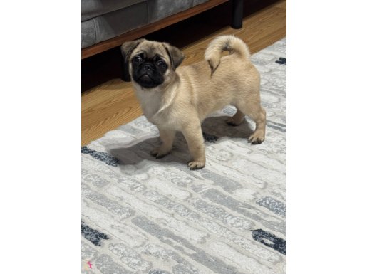 2.5 aylık Pug ped eğitimli sakindir kolay eğitime meyillidir