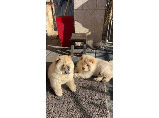 2 aylık dişi chow chow 