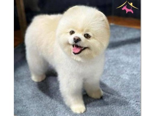 Pomerainan Boo Dişi 