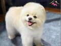 Pomerainan Boo Dişi 