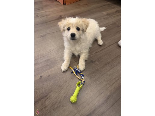 3 aylık yavru sahibini arıyor