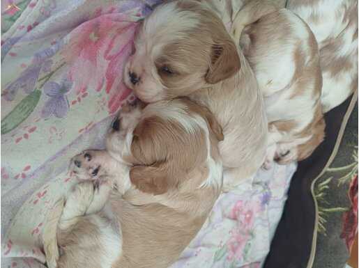 Saf ırk yavru king charles 