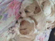 Orjinal yavru king charles 