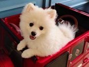 6 Aylık Sevimli Beyaz Pomeranian (Erzincan)