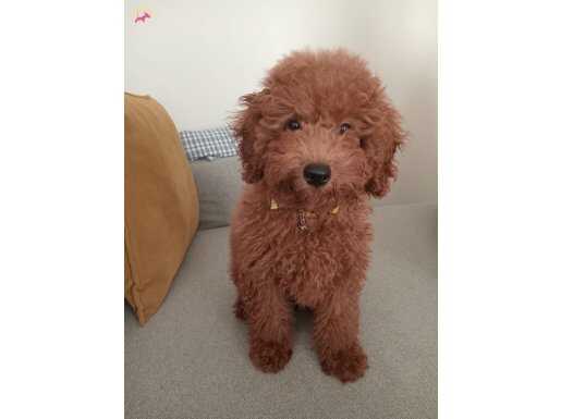 8 Aylık Poodle Ömürlük Yuvasını Arıyor