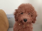 8 Aylık Poodle Ömürlük Yuvasını Arıyor