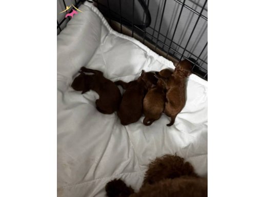 Toy poodle redbrown koyu renk  İstanbul 
