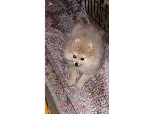 Tüm aşıları tam pomeranian 