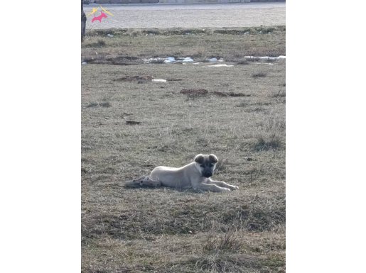 Kangal yavrusu çoban köpeği 