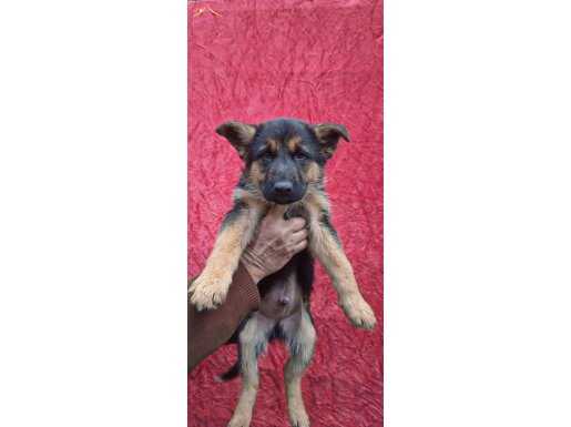 Düşük bel Alman kurdu yavruları 