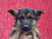 Düşük bel Alman kurdu yavruları 