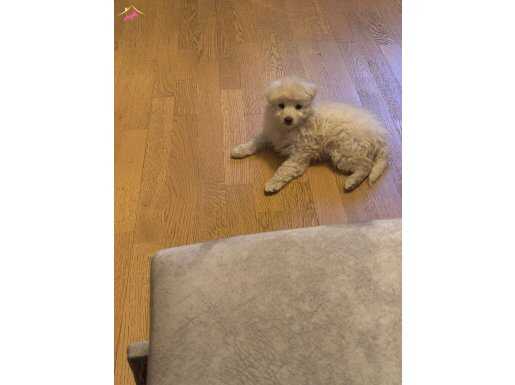 MALTİPO CİNSİ EVCİL