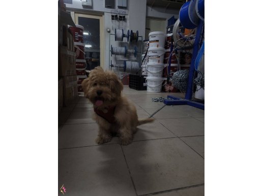 MALTİPO AŞILARI TAM