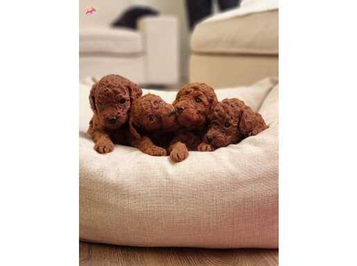 2 Aylık Safkan TOY POODLE - Evde Bakılan Köpek Yavrusu