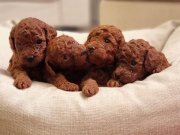 2 Aylık Safkan TOY POODLE - Evde Bakılan Köpek Yavrusu