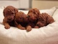 2 Aylık Safkan TOY POODLE - Evde Bakılan Köpek Yavrusu