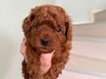 Red Brown Toy Poodle Yavrular