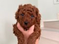 Red Brown Toy Poodle Yavrular