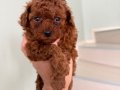 Red Brown Toy Poodle Yavrular