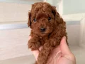 Toypoodle Yavrular 